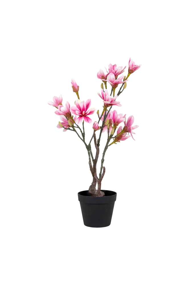 Magnoliatre – Grønn – Dekor | m v:6122794