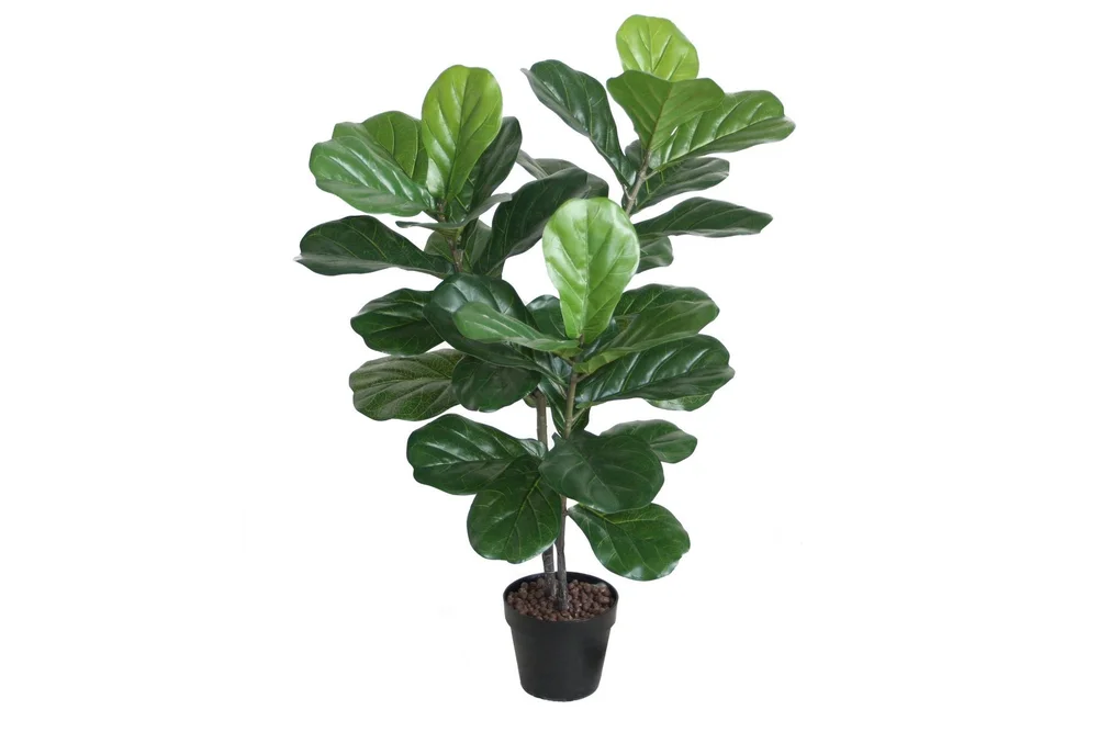 Plante FIDDLE LEAF H100 med potte v:6664955
