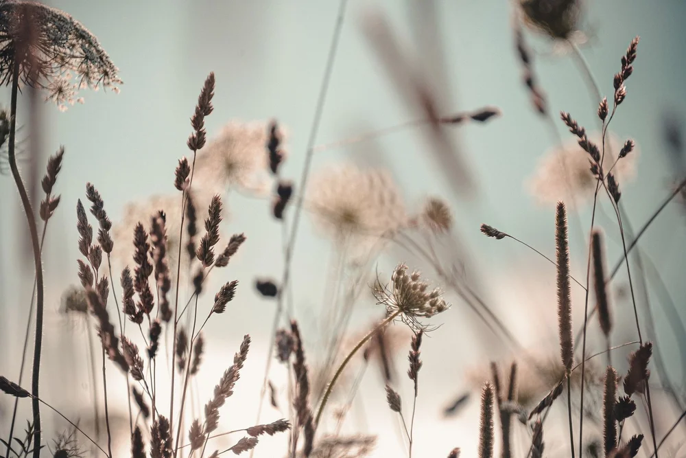 Bilde Dandelion v:7906221