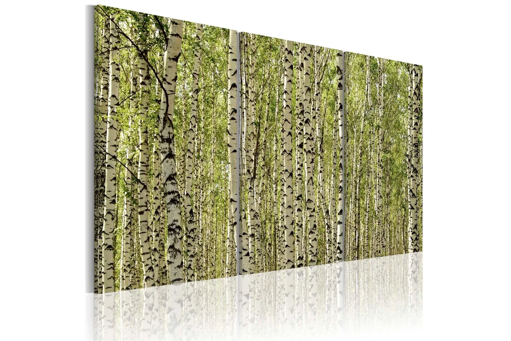 Bilde A forest of birch tre 60×40 v:1522427 Bilde A forest of birch tre 60×40 v:1522427