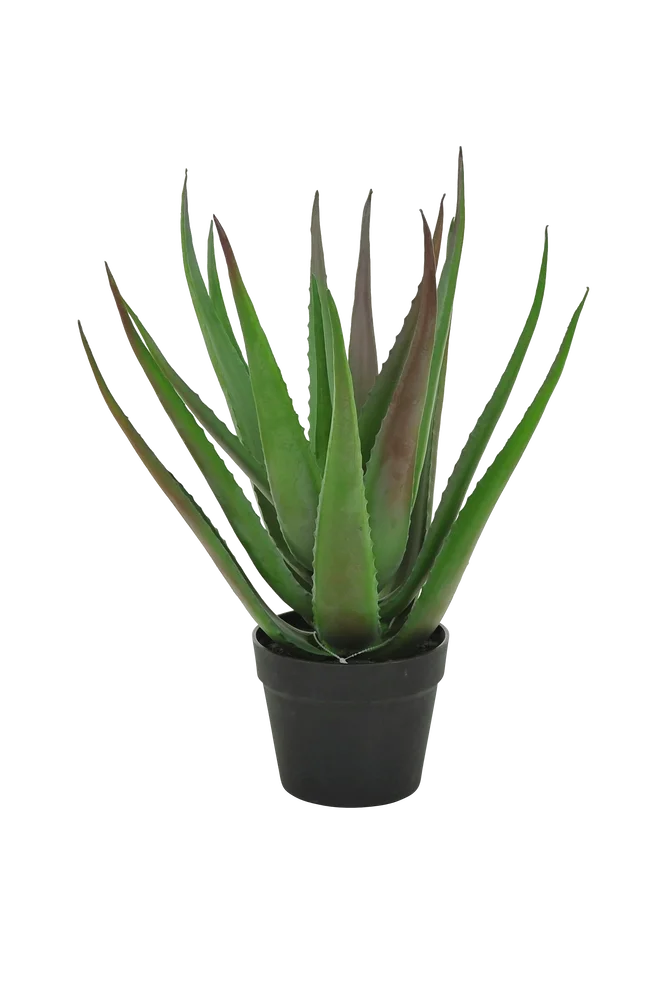 Aloe Vera plante H 50 cm – Grønn – Dekor | m v:2643479