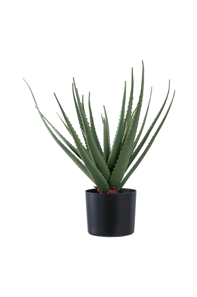 Aloe vera – Grønn – Dekor | m v:3937219