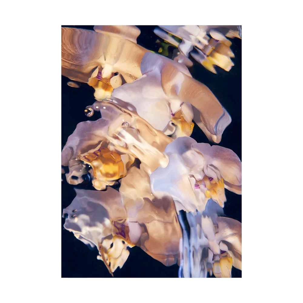 Flora Aquatica 01 poster v:2253727